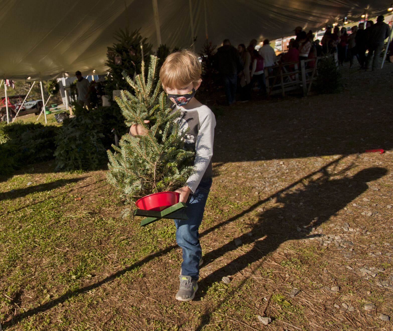 Choose and cut Christmas trees
